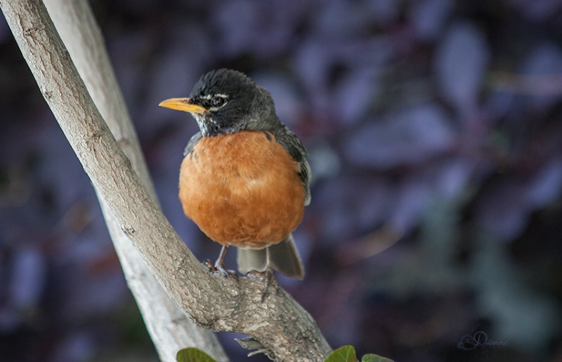 American Robin