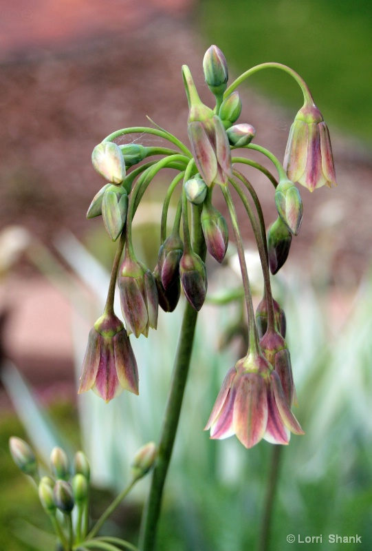 An early spring blooming bulb