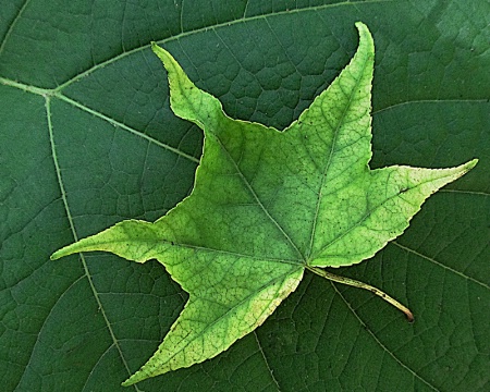 Leaf on a leaf