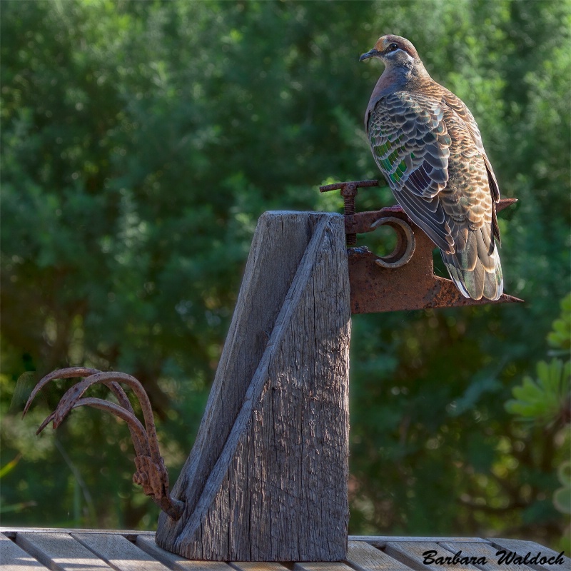 Bird and bird