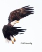 Bald Eagle Coming...