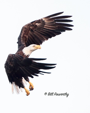 Bald Eagle Coming In.