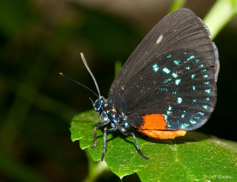 Posing For You!!   Atala Butterfly 