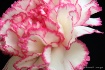Carnation in Prof...