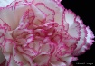 Carnation Tail
