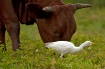 Cattle Egret With...