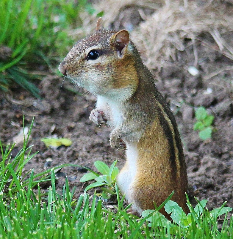 Mr. Ground Squirrel