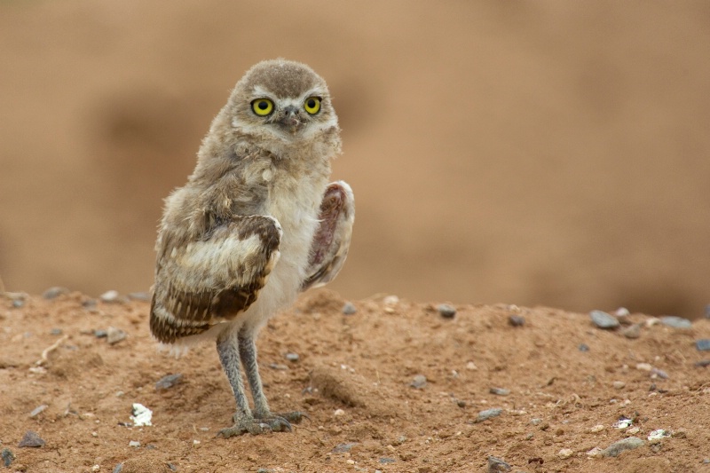 Grow Wise Little Owl