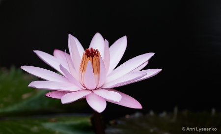 Pink Lily Magic