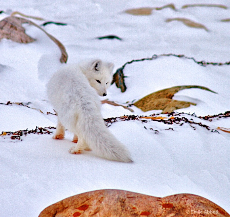 Arctic Fox  "I'm Shy" - ID: 14919371 © Emile Abbott
