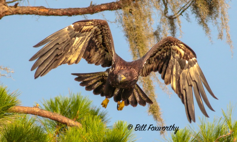 Juvenile Eagle Leaving Nest Area