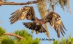 Juvenile Eagle Le...