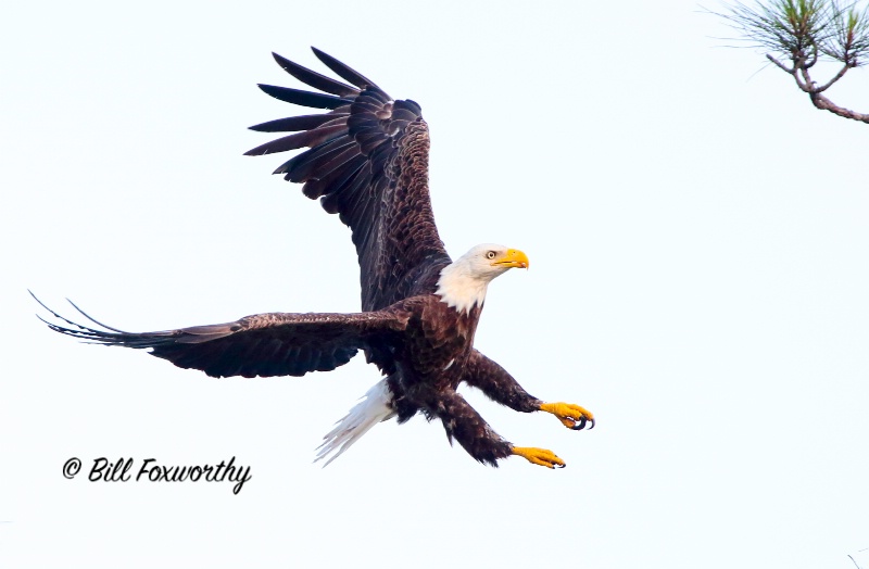 Bald Eagle Coming In. 
