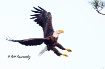Bald Eagle Coming...