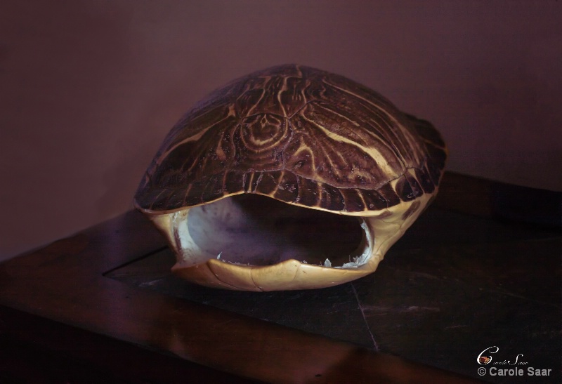 Liza's Turtle Shell