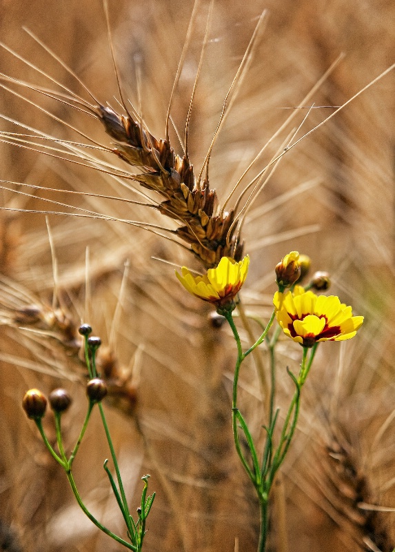 ~ WHEAT & WILDFLOWERS ~