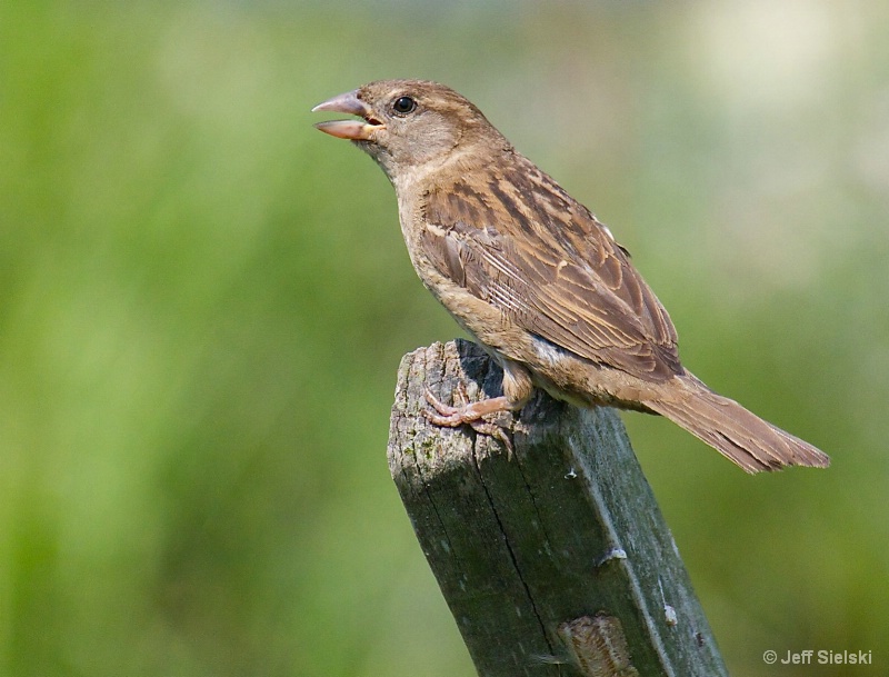Sing Me A Song!!  Brown Sparrow 