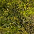 © Philip B. Ludwig PhotoID # 14920058: Forest Detail