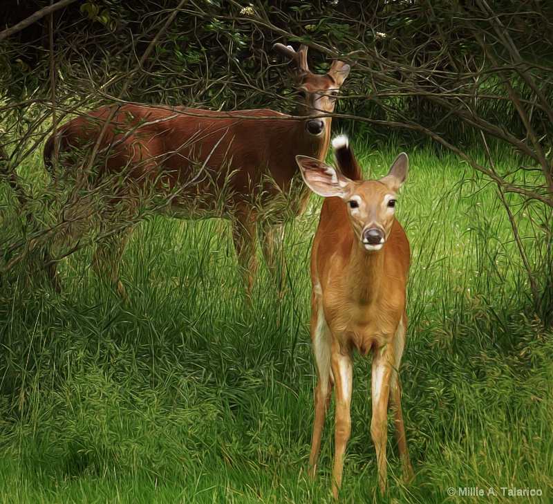 Whitetails In The Woods