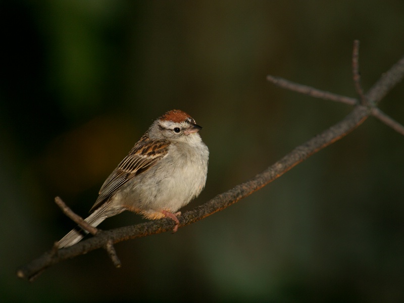 Chipping Sparrow On Branch