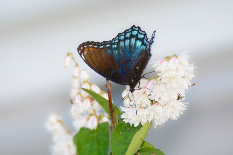 Red Spotted Purple Butterfly on Deutzia Blooms