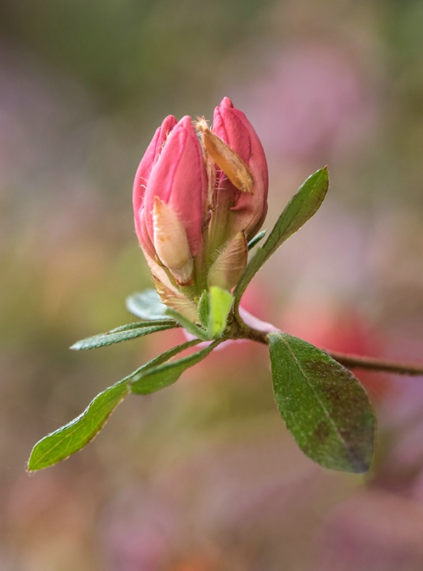 Azalea Bud   