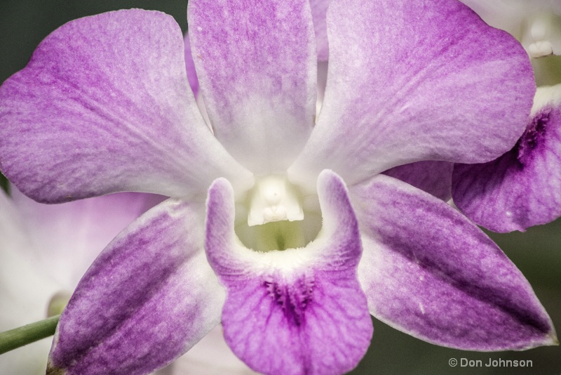 Another Hillwood Orchid 3-0 f lr 5-30-15 j086