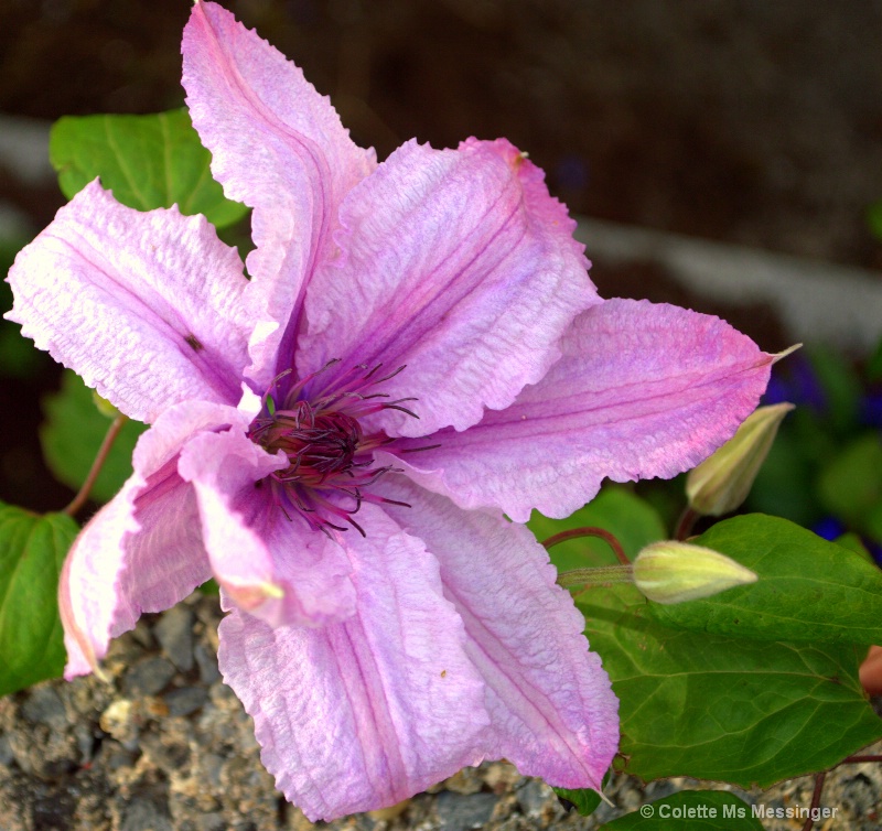 clematis 15