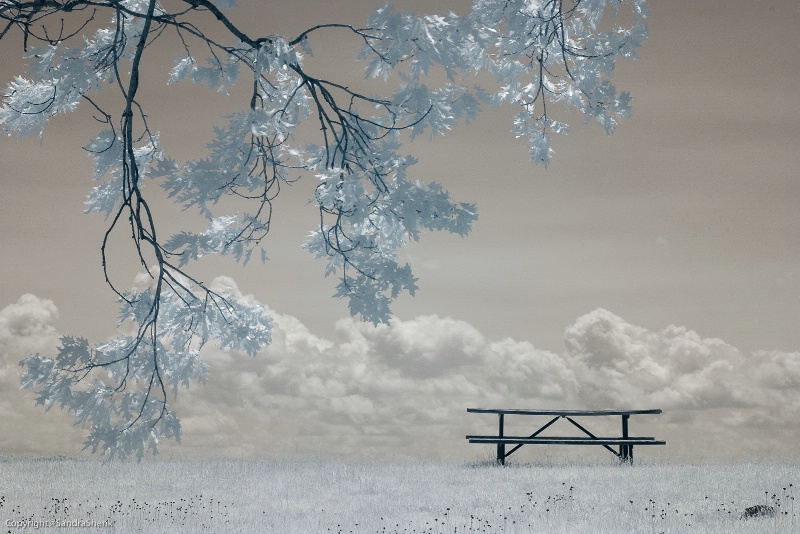 picnic table and oak tree