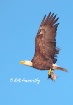 Eagle Bringing a ...