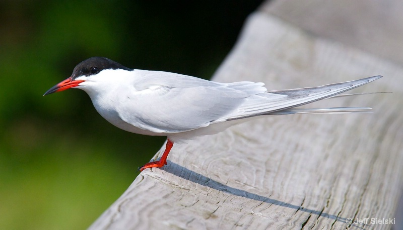 Rest Stop!!!!   Common Tern