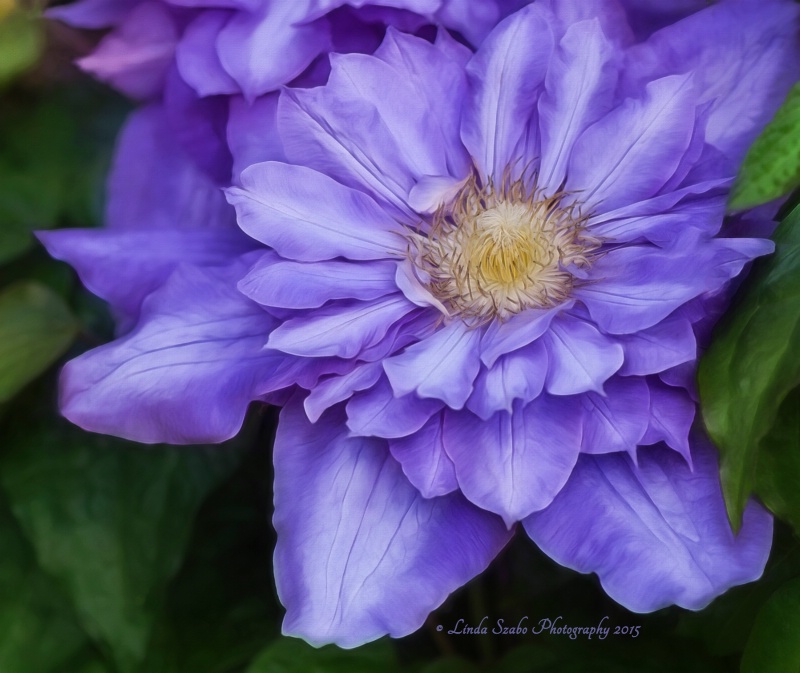 Garden Star - Clematis