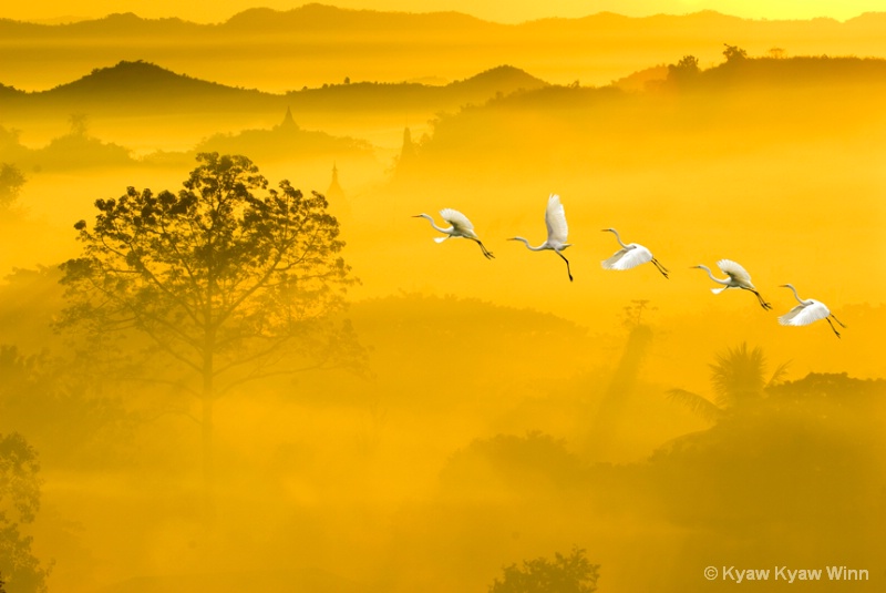 Fly over Golden Morning