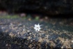 Holy Flower
