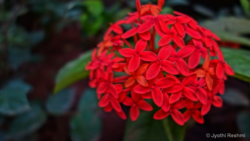 Flower at dark