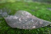 Leaf at Macro