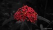 Flower at dark li...