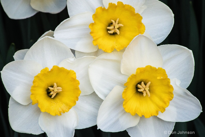 Three Daffodils 3-0 f lr 5-13-15 j265