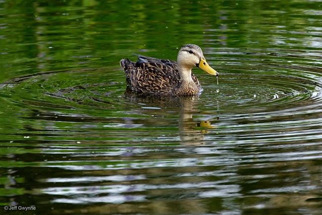 Mottled Duck - ID: 14921554 © Jeff Gwynne