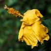 Backyard Blooms: ...