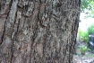 Wood in details