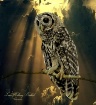 Young Owl In The ...
