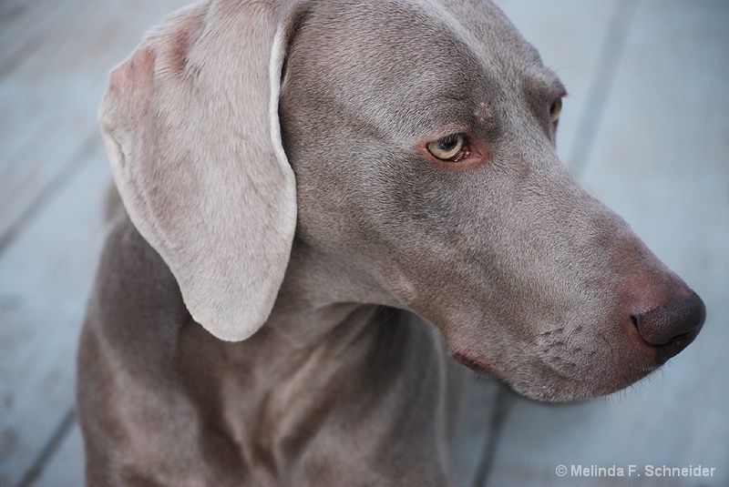 Gray Dog on a Gray Day