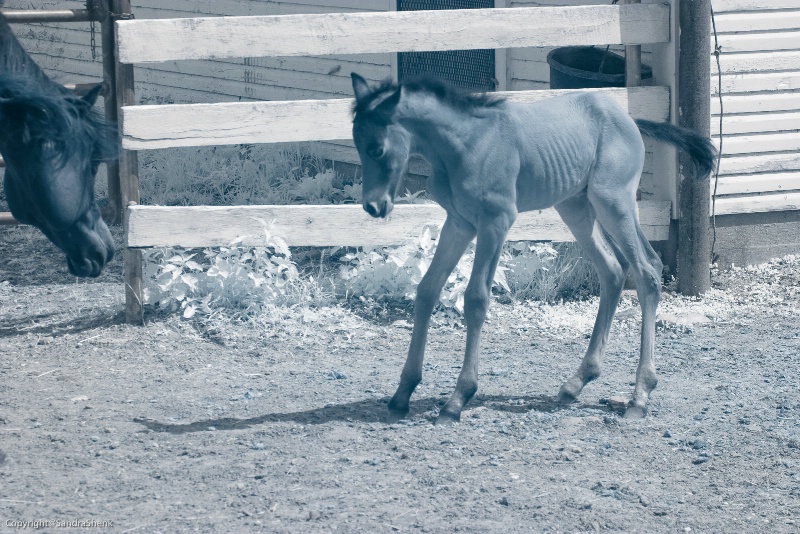 Mare and 3 day old Foal