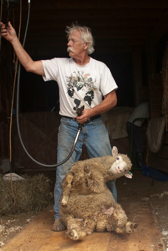 Sheep shearing - ID: 14921701 © Sandra M. Shenk
