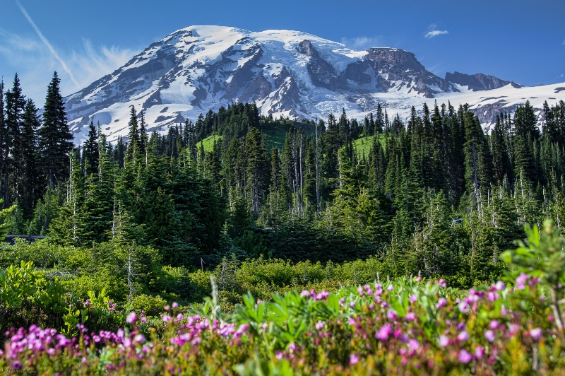 ~Mt Rainier~