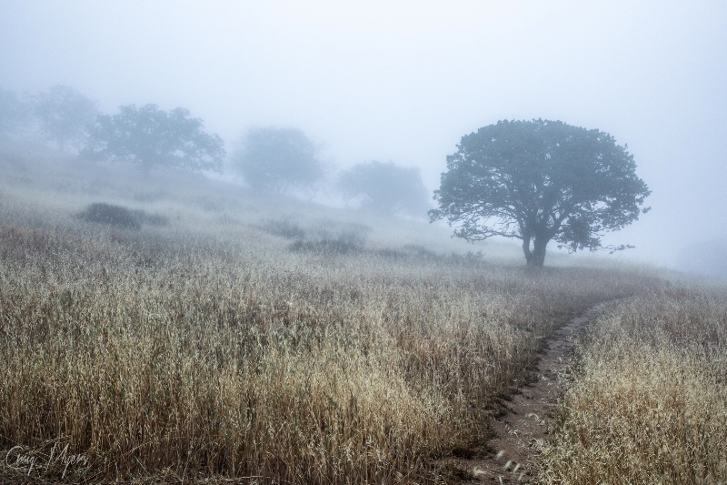 Fog, Oaks, Path