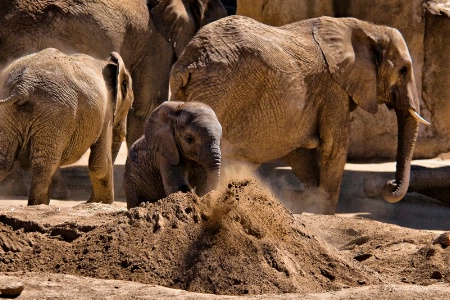 Elephant Sandbox