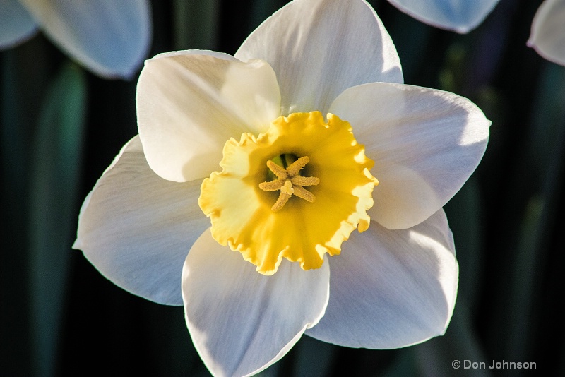 Daffodil - Hudson Valley 3-0 f lr 5-13-15 j239