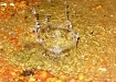 loveable Rain Dro...